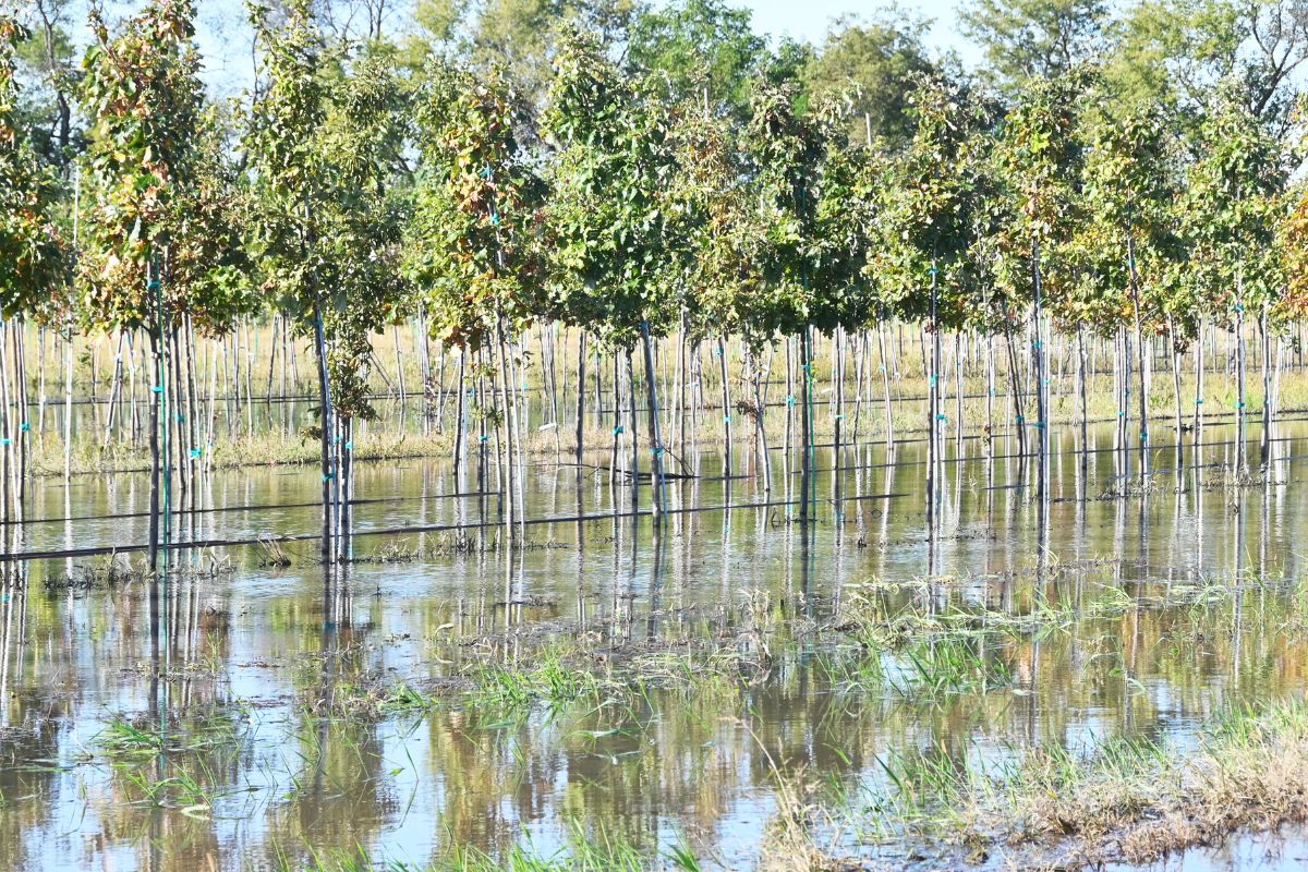 Floods Are Reshaping Mediterranean Agriculture – Can EU Policies Keep Up?